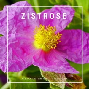 Zistrose