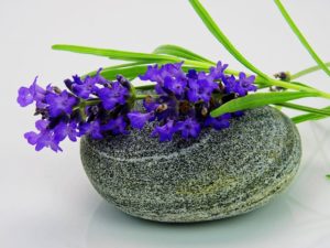 Lavendel2_Traumhaut